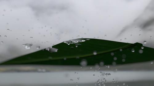 Rainy Leaf preview image